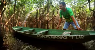 Adaf certifica primeiro abatedouro de jacaré no Amazonas