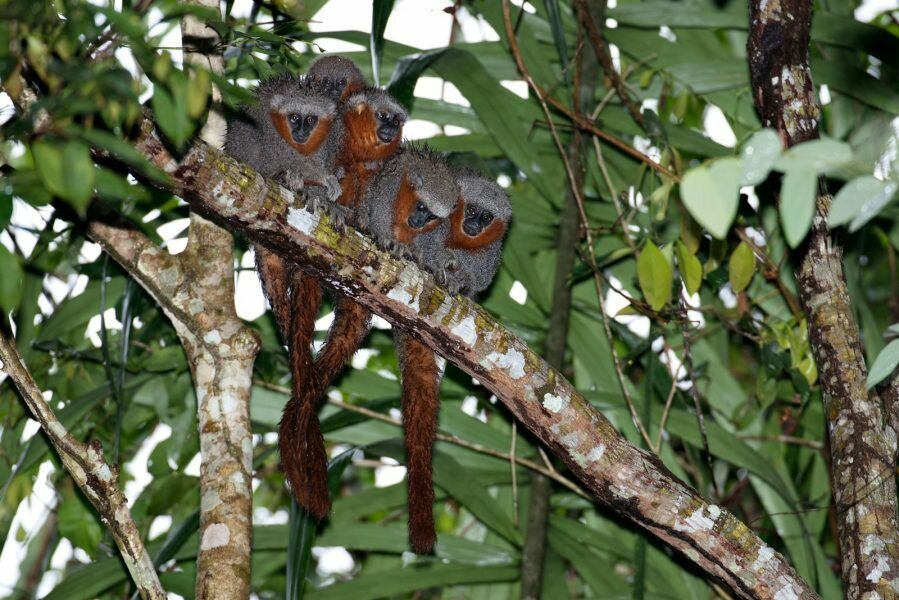 ONG apresenta 381 novas espécies de plantas e animais na Amazônia