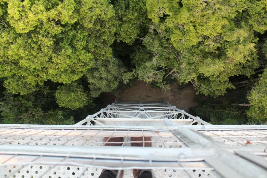 Museu da Amazônia promove 2ª edição da caminhada noturna na floresta neste sábado (30/9)