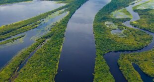 Manaus concorre com Belém e Porto Velho para sediar parque temático de Stan Lee